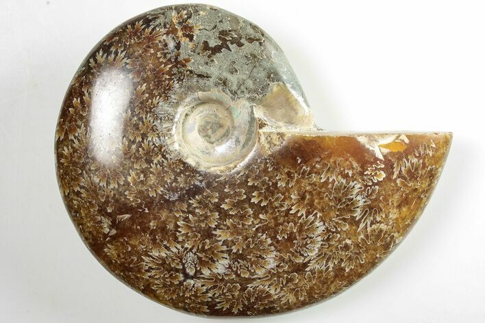 Polished Ammonite (Cleoniceras) Fossil - Madagascar #205108
